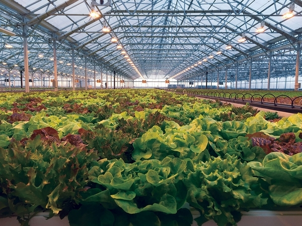 Indoor Urban Farms (Chicago) | communityINNOVATE